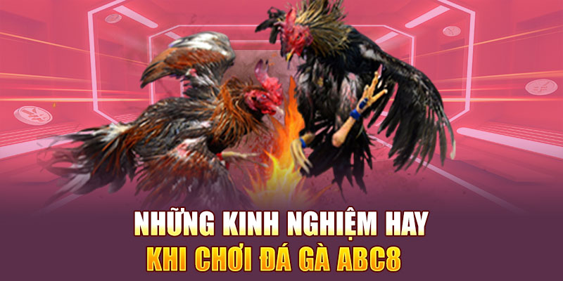 Những kinh nghiệm hay khi tham gia chơi đá gà Abc8