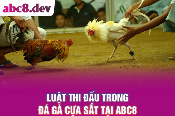 Luật thi đấu trong đá gà cựa sắt tại ABC8