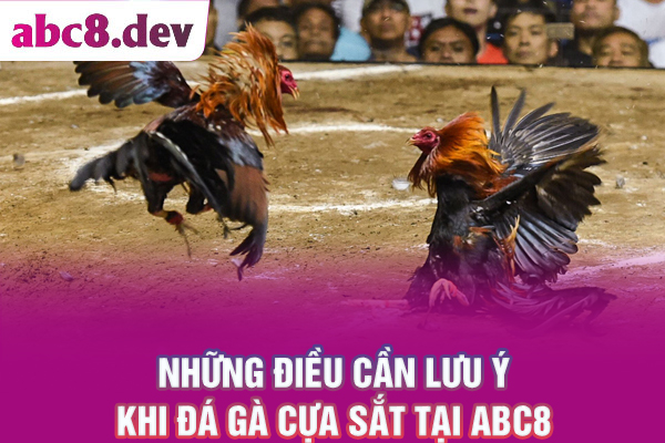 Điều cần lưu ý khi đá gà cựa sắt tại ABC8